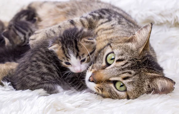 Mamá Gato Bebé Gatos — Foto de Stock