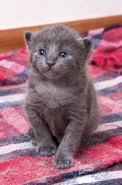 Roztomilá Kočička Baby Cat — Stock fotografie