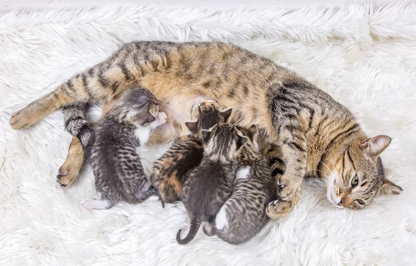 Máma Kočka Kočky Baby — Stock fotografie