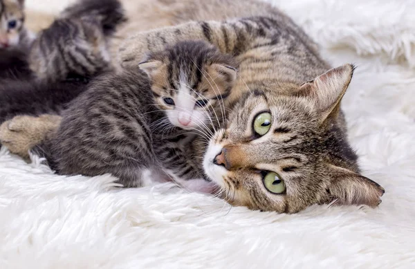 Mãe Gato Bebê Gatos — Fotografia de Stock