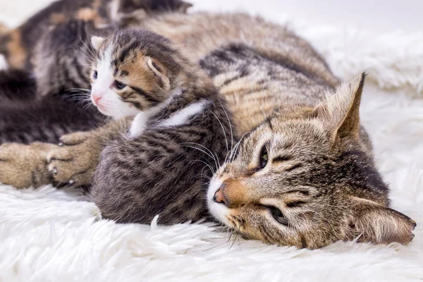 Mamá Gato Bebé Gatos — Foto de Stock