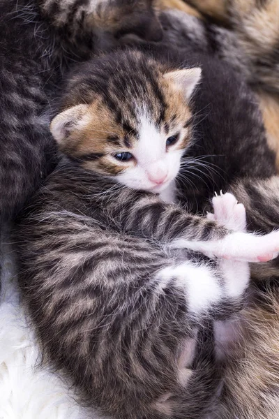 Máma Kočka Kočky Baby — Stock fotografie