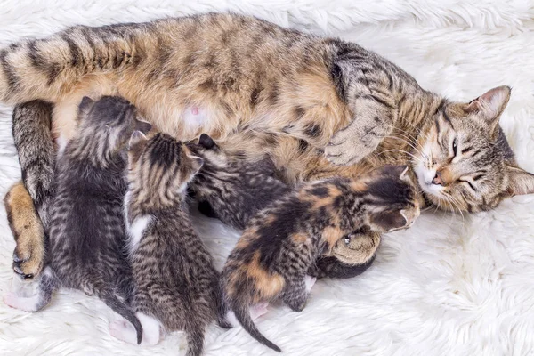 Mãe Gato Bebê Gatos — Fotografia de Stock