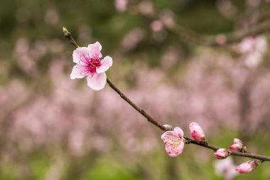Bahçedeki pembe yumuşak çiçekler