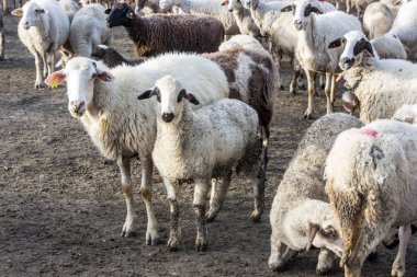 sheep in the farm, close up view