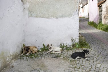 Köpekler yerde yatıyor.