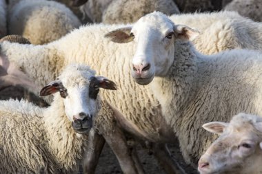 sheep in the farm, close up view