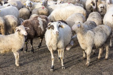 sheep in the farm, close up view