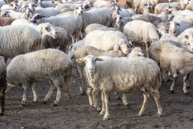 Çiftlikteki koyunlar, manzarayı kapatın.