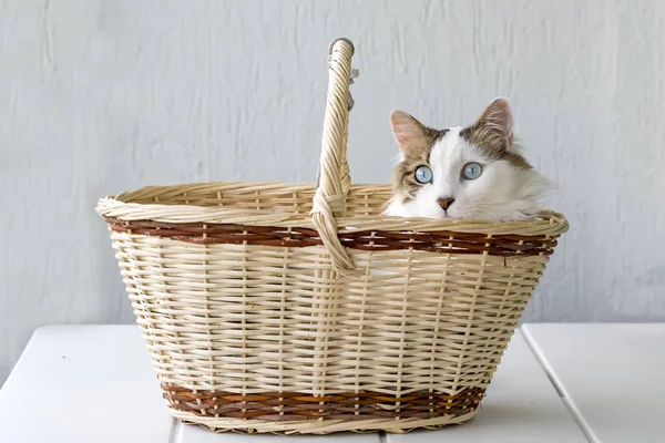 Cute Fluffy Kitten Basket — Foto de Stock