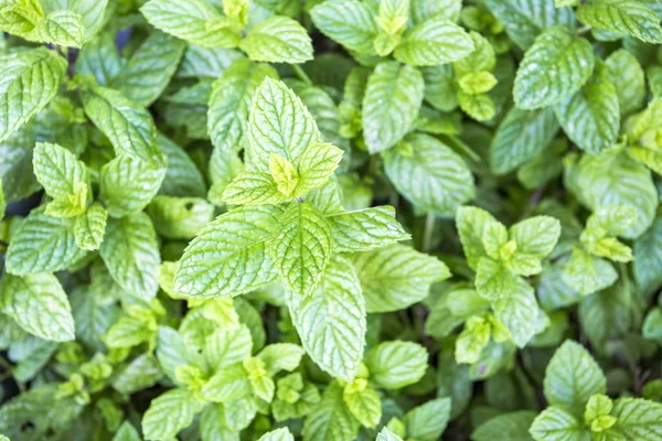 Huerto Fresco Campo Menta — Foto de Stock