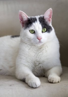 Minik tüylü kedi yavrusunun portresi.