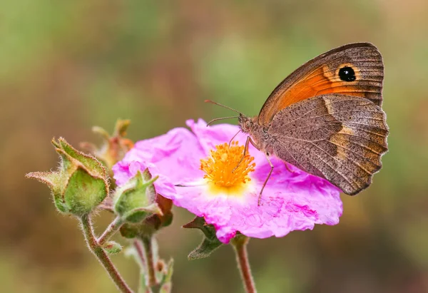Motyl Przyrodzie — Zdjęcie stockowe