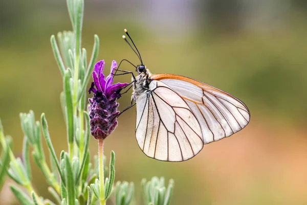 Zbliżenie Piękny Motyl Siedzi Kwiaty — Zdjęcie stockowe
