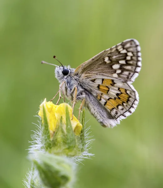 Fjärilen Naturen — Stockfoto