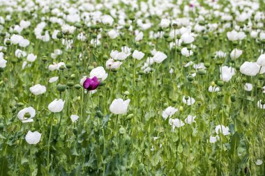 Haşhaş alan tarım