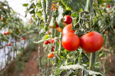 Domates alan sera tarım