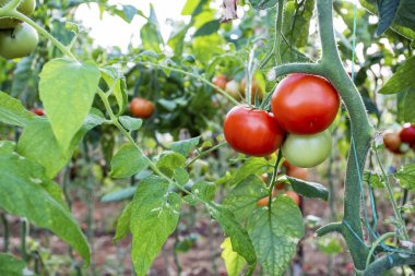 Domates alan sera tarım