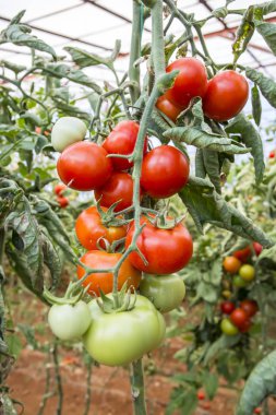 Domates alan sera tarım