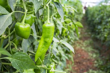 Biber alan sera tarım