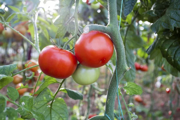 Campo Tomates Agricultura Invernadero — Foto de Stock