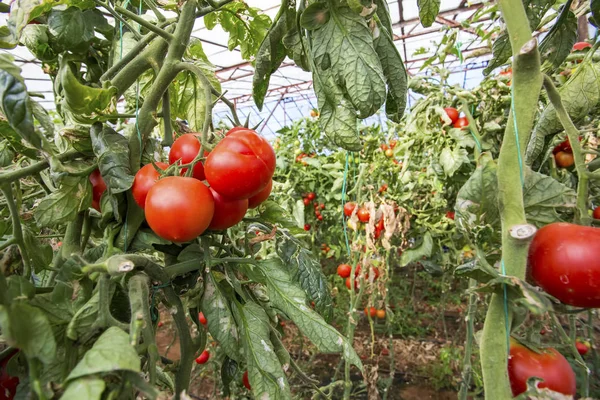 Tomatoes field greenhouse agriculture