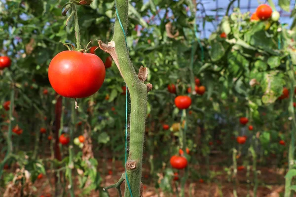 Campo Tomates Agricultura Invernadero — Foto de Stock