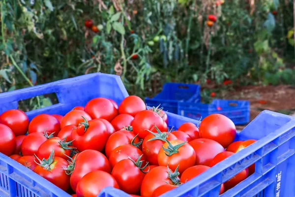 Tomatoes field greenhouse agriculture