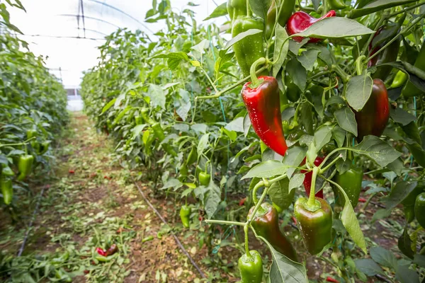 Campo Pimienta Agricultura Invernadero — Foto de Stock