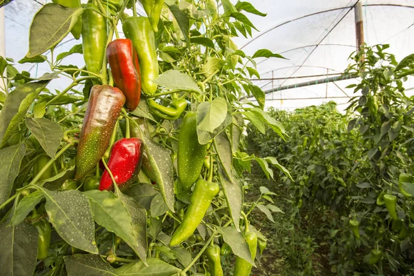 Campo Pimienta Agricultura Invernadero — Foto de Stock