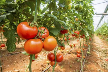 Seradaki kırmızı domatesler