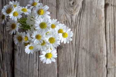 Papatya çiçekleri ahşap arka plan