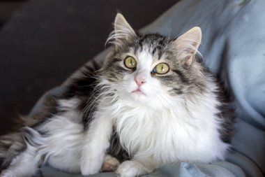 Minik tüylü kedi yavrusunun portresi.