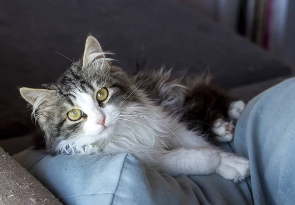 Portret Van Schattig Klein Pluizig Katje — Stockfoto