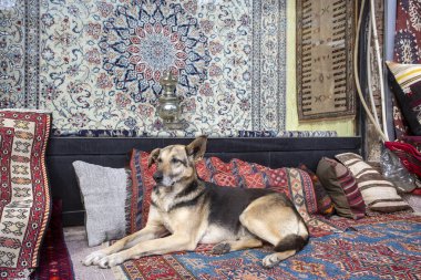 Köpek odada kanepede uyuyor.