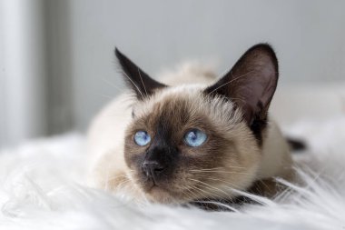 Evcil hayvan; şirin siyam kedisi.