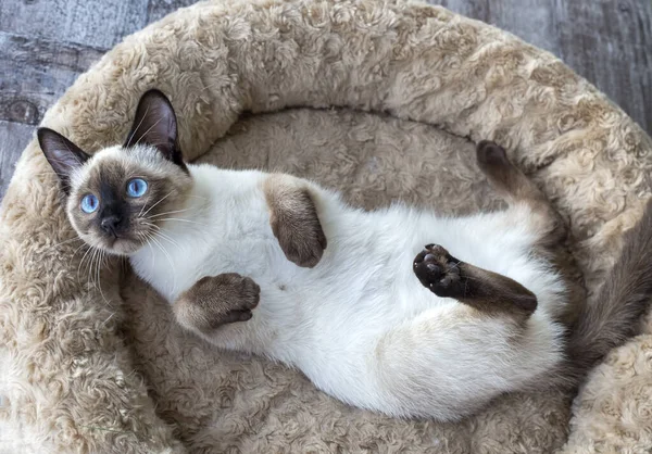 Portret Van Schattig Klein Pluizig Katje — Stockfoto