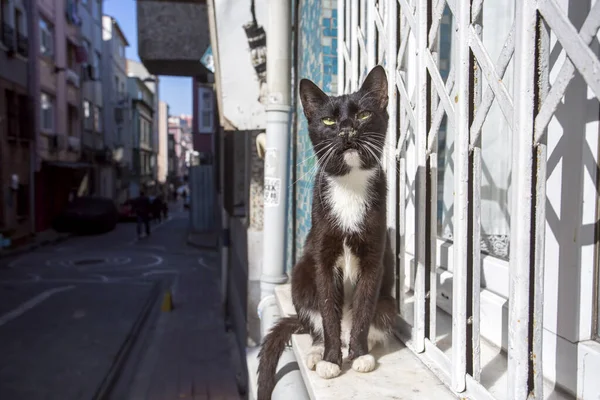Χαριτωμένη Γάτα Κάθεται Στο Δρόμο — Φωτογραφία Αρχείου