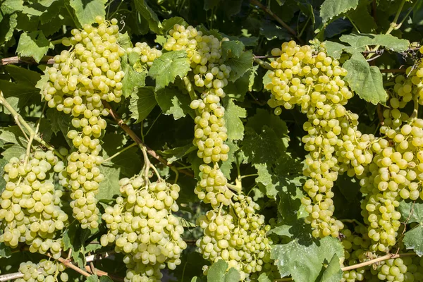 Uvas Brancas Que Crescem Jardim — Fotografia de Stock