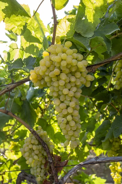 Uvas Blancas Creciendo Jardín —  Fotos de Stock