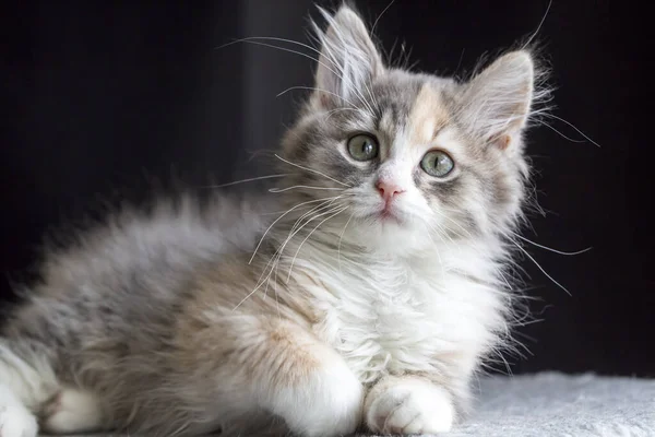 Portrait Cute Little Fluffy Kitten — ストック写真