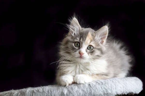 Porträtt Söt Liten Fluffig Kattunge — Stockfoto