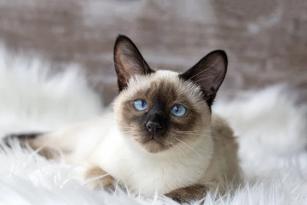 Pet Animal Cute Siamese Kitten — Stock Photo, Image