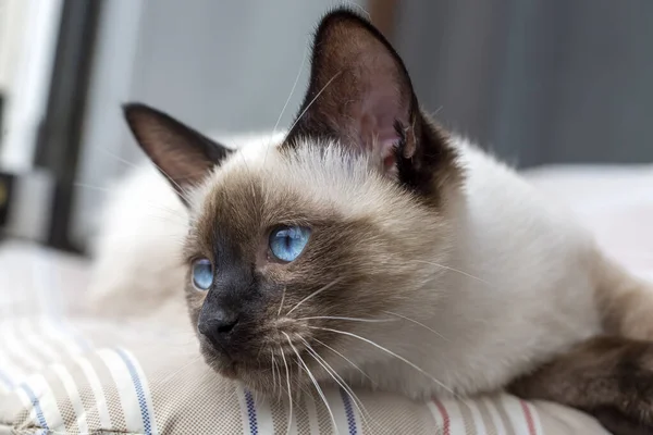 Hewan Peliharaan Kucing Siam Yang Lucu — Stok Foto