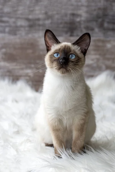 Pet Animal Cute Siamese Kitten — Stock Photo, Image