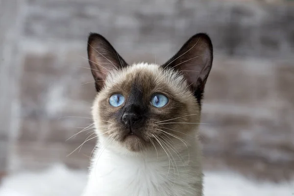 Pet Animal Cute Siamese Kitten Stock Photo