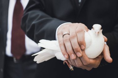 adam holding beyaz güvercin