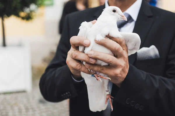 Mann mit weißer Taube — Stockfoto