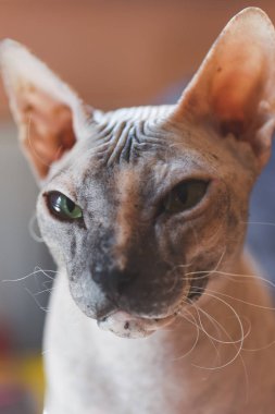 şirin tüysüz kedi 