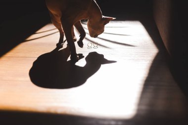 Tüysüz kedi ile altın yüzük